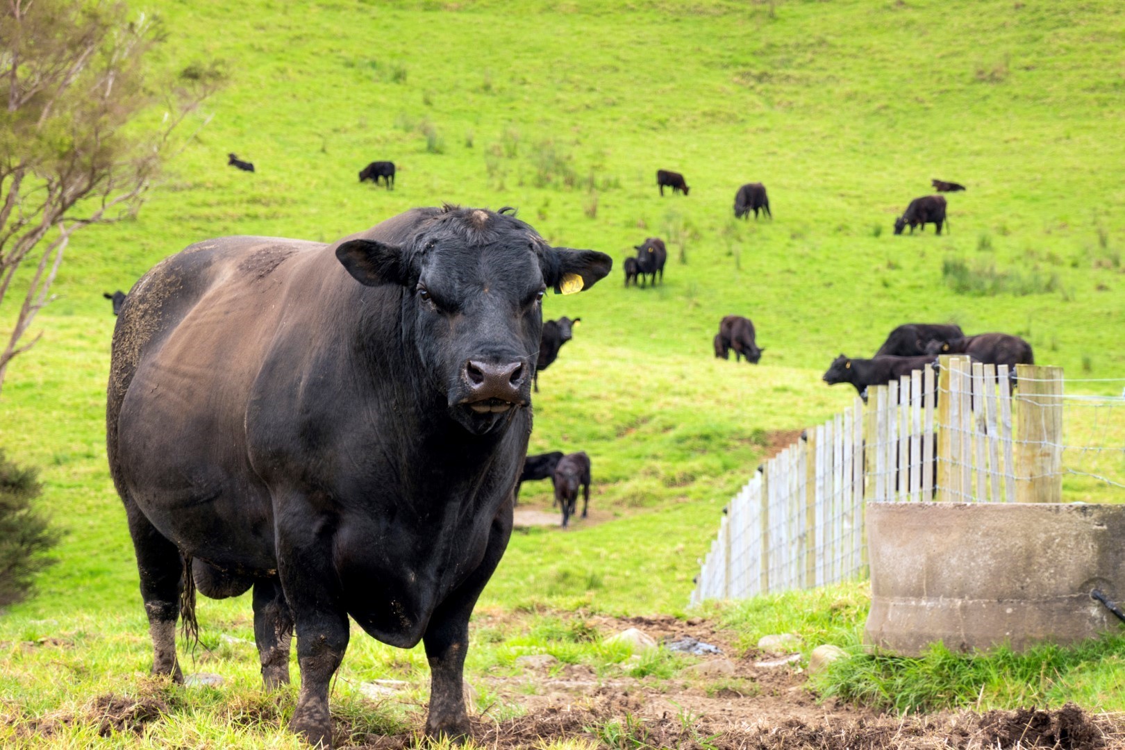 Land/Sections For Sale in Thames, Coromandel, Coromandel For