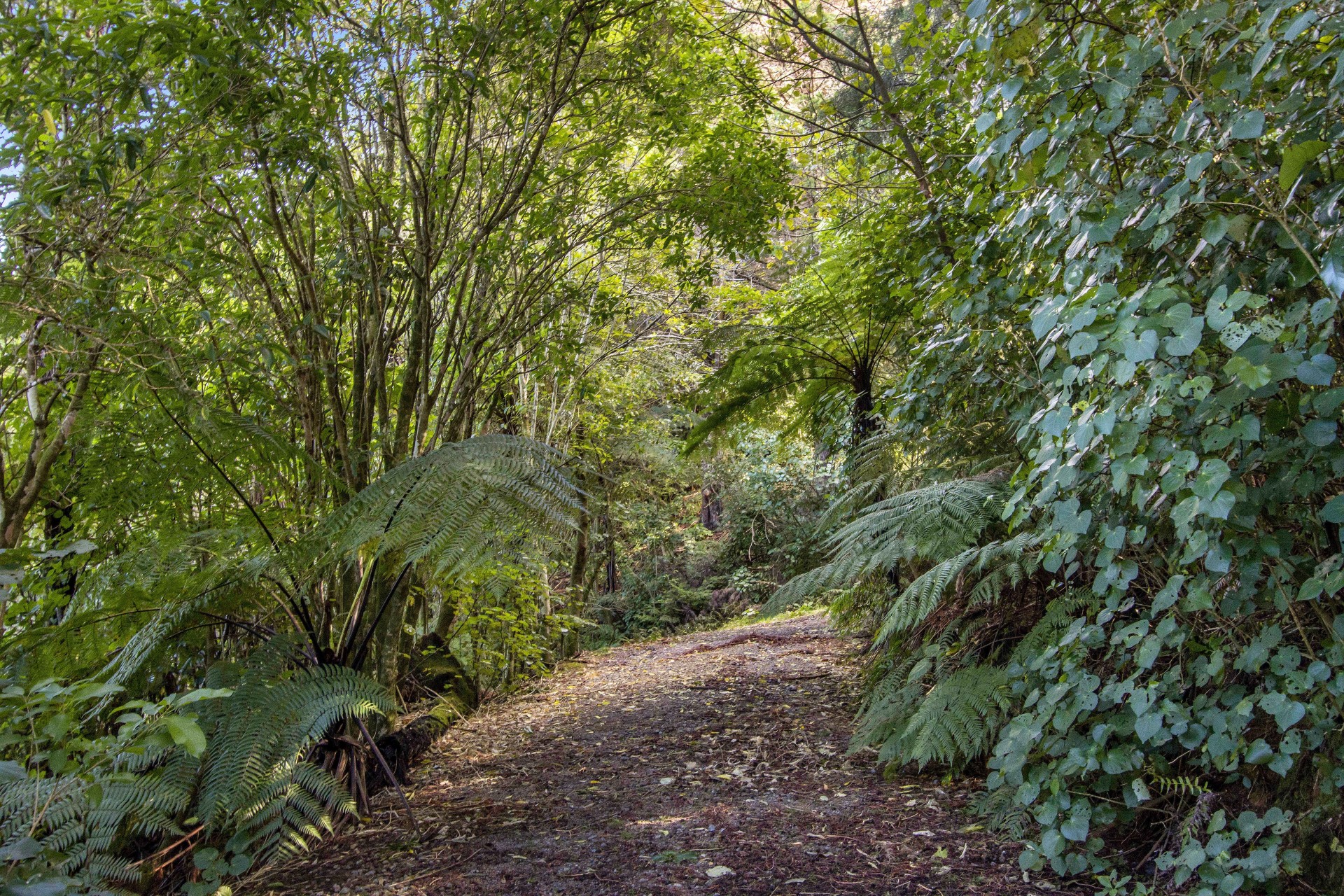 Land/Sections For Sale in Waihi, Hauraki, Waikato For Waikato Real